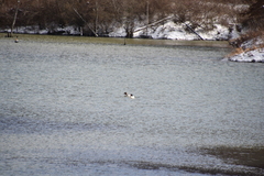 Mergus merganser americanus
