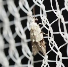 Tracholena sulfurosa