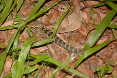 Cyclodomorphus gerrardii