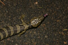 Cyclodomorphus gerrardii