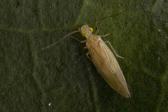 Caeciliusidae