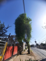 Schinus molle