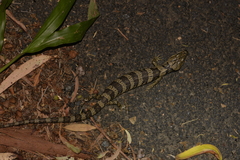 Cyclodomorphus gerrardii