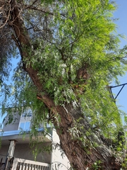 Schinus molle