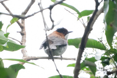 Hemixos castanonotus