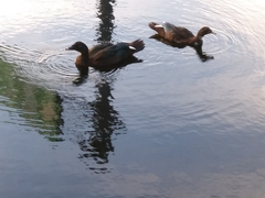 Cairina moschata domestica