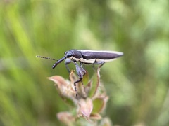 Rhinotia suturalis