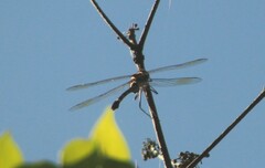 Phyllomacromia picta