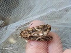 Spodoptera cosmioides