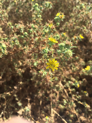 Centromadia parryi australis