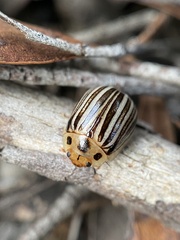 Paropsisterna lignea