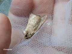 Spodoptera cosmioides