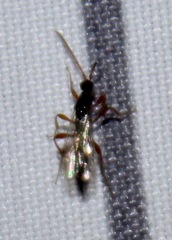 Exallonyx