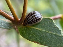 Paropsisterna lignea