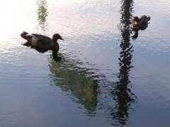 Cairina moschata domestica