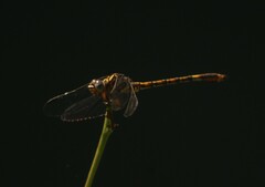 Paragomphus cognatus