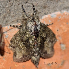 Euglyphis submarginalis