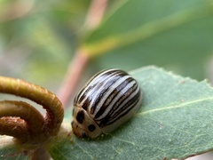 Paropsisterna lignea