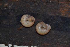 Fruticicola fruticum