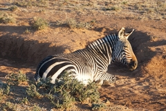 Equus zebra zebra