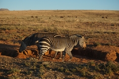 Equus zebra zebra