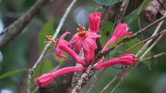 Passiflora amoena