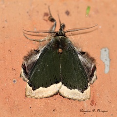 Ceroctena amynta