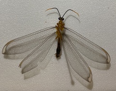 Nymphes
