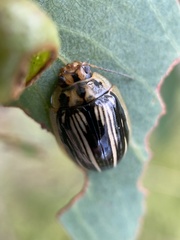 Paropsisterna insignita