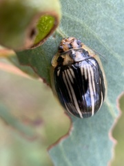 Paropsisterna insignita