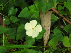 Thunbergia dregeana