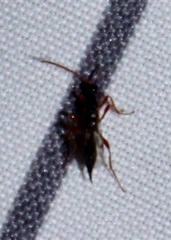 Exallonyx