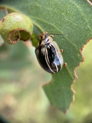 Paropsisterna insignita