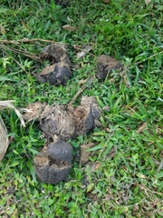 Elephas maximus indicus