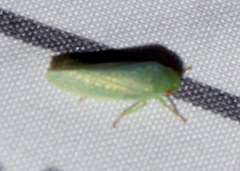 Iassinae