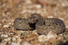 Bitis rubida