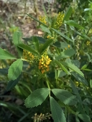 Melilotus indicus