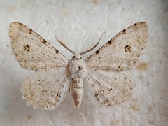 Lassaba parvalbidaria