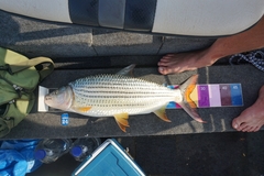 Hydrocynus vittatus