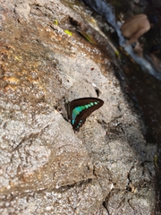 Graphium teredon