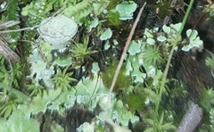 Plagiochasma rupestre