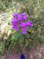 Vernonia