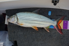 Hydrocynus vittatus