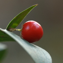 Ruscus hypoglossum