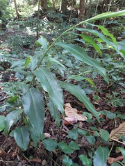 Alpinia flabellata