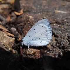 Udara akasa