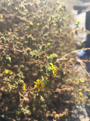 Centromadia parryi australis