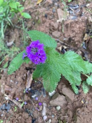 Glandularia scrobiculata