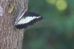 Charaxes brutus natalensis