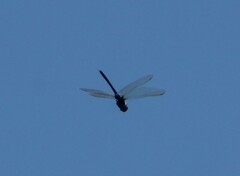 Anax ephippiger